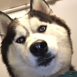 Willow Tipton - @willow_doggo7 - Instagram