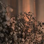 Willow Tran - Facebook