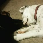 @rowan_bently_willow_tucker - Instagram