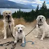 TNT.Acres🇨🇦 - @cooper.willow.tucker - TikTok