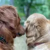 Tucker&Willow 🇨🇦 - @tuckerandwillowsmom - TikTok