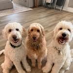 Willow ☼☽ Luna ☼☽ Tucker - @herd_of_doodles - Instagram