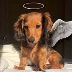Willow & Tucker - @willowandtuckerr - Instagram
