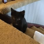 Willow🐱 - @willow.tucker10 - Instagram