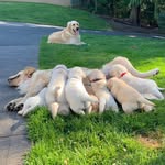 Willow&Tucker - @puregoldenhearted - Instagram