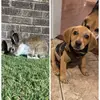Willow&Tucker - @willow_tucker3 - TikTok