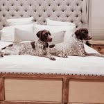 Willow+Tucker GSPs - @gsp.willow.tucker - Instagram