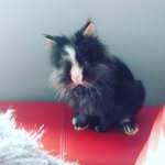 willow turner - @willow_rabbit_ - Instagram