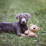 Willow Turner - @pawsometravelsofwillow - Instagram
