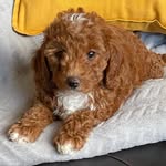 Willow Turner - @_willow.thecockapoo - Instagram