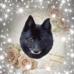Willow Vaughan - @willow_vaughan__ - Instagram