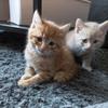Willow et Vegas : vie de chats - @vegas.and.willow.cats - TikTok