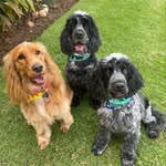 Willow, Vega and Phoenix - @willow_vega_phoenix - Instagram