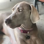 Willow Vega Weim - @willow_da_weim - Instagram