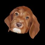 Willow Wagner🐾 - @willow_wagner - Instagram