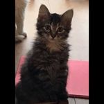 Willow Wagner - @fluffywillow2018 - Instagram
