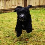 Willow Walker - @willowthecockapoo060919 - Instagram