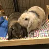 Wallace_and_Willow - @wallace_and_willow - TikTok