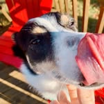 Willow + Wallace - @willy.and.wally - Instagram
