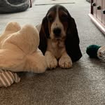 Willow Wallace - @willowsbassetworld - Instagram