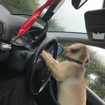 Willow The Lab - @willowwalton_xo - Instagram