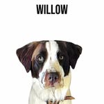 Willow 🐾Walton - @willowsworld06 - Instagram