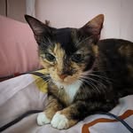 Willow Wang - @flamingcatzice - Instagram
