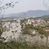 WillowWang666 - @willowwang666 - TikTok