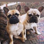 Willow & Watson - @thelifeof_willow_and_watson_ - Instagram