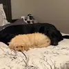 Willow and Watson - @willowandwatty - TikTok