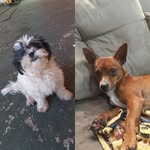 Willow e Watson - @willow_e_watson - Instagram