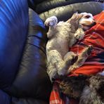 Willow Watson - Facebook