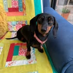 Willow Watts Patten - @willows_wagventures - Instagram