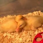 willow & webber 🦆 - @webber_willow - Instagram