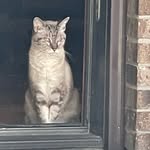 Willow Webb - @willow_webb_cat_influencer - Instagram