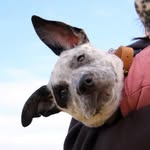 Willow Webb - @willow.thestaffy - Instagram
