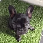 Willow Webb - @frenchiebabe_willow - Instagram