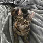 Willow Virtue Welch - @willowwelch_thecat - Instagram