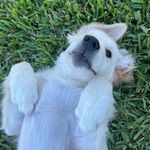 Willow Welch🤍🐶 - @misswillowthegolden - Instagram