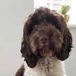 Willow Welch 🐶 - @willz_cockapoo - Instagram