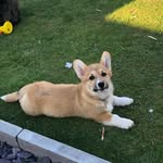 W I L L O W 🐾 - @willowwelshcorgi - Instagram