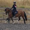 Willow 🐴 - @willow_.welshie - TikTok