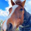 Willow the welsh mare - @thatwelshmarewillow - TikTok