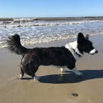 Willow Welsh Corgi Cardigan - @willowthewelshcorgicardigan - Instagram