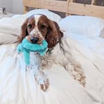 Willow - @willow.welshspringer.sd - Instagram