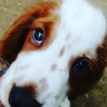 Willow - @willowwelshie - Instagram