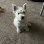 Willow the Westie 🐶🐾 - @willow_west_highland - Instagram