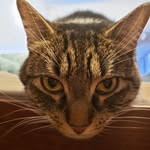 Willow Whitney - @willowthefatfluffball - Instagram