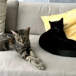 Willow & Wiggins | A Tale of Two Tails - @willowandwiggins - Instagram
