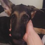 Willow Wilcox - @willowthegerman - Instagram
